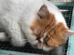 -喵屿·大理花园猫咖