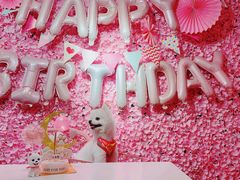 -百好乐宠物友好餐厅(朝外大街店)