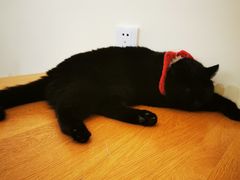 -滚猫咖啡·猫咖·猫友好撸猫(未来城店)
