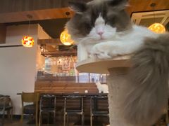 -蓝鲸·缅因猫舍