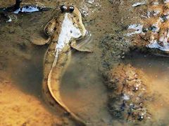 -北海金海湾红树林生态旅游区