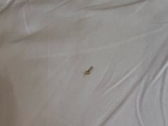 -成都天府丽都喜来登饭店