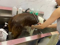 -狗不理喵子(百富路店)