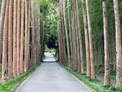 -中国科学院西双版纳热带植物园
