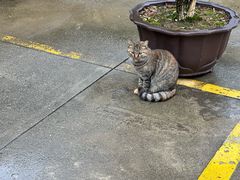 -龙华素斋(龙华路店)