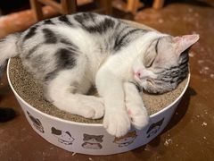 -猫猫幼稚园·撸猫·桌游·电玩