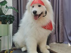 -星多哈·狗咖·拼豆·咖啡