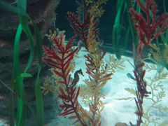 -悉尼海洋生物水族馆