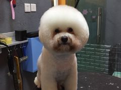 -我爱吾宠宠物美容院(朝阳路店)
