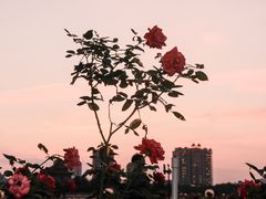 -顺峰山公园