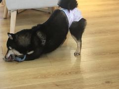 -柴犬小屋·柴餐厅·狗咖食堂(金鼎广场店)