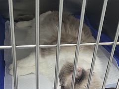 -中农国际动物医院24小时·猫科·骨科·急重症中心