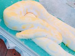 -上海大自然野生昆虫馆(东方明珠·爬宠昆虫探索中心)