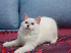 -Bastet sally猫舍购宠(静安店)