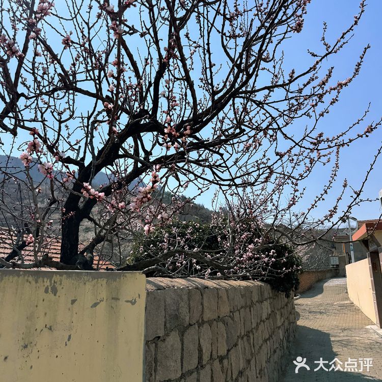 青岛崂山｜这家咖啡店的花开疯了🌬️