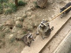 -辛玛王国游乐园