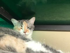 -猫咪博物馆(顶澳仔猫街店)