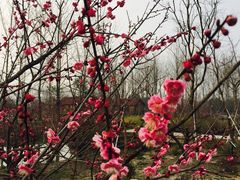 -溱湖国家湿地公园