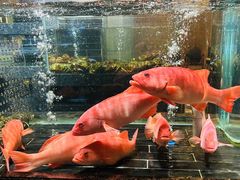 -许家菜(望江店)