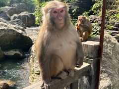 -三峡人家风景区