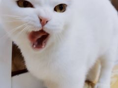 -Heymao猫咖.咖啡厅(东门店)
