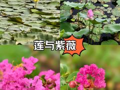 -荷塘月色湿地公园·向阳花洲