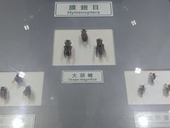 -上海昆虫博物馆