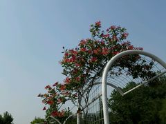 -水绘园