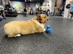 -Stud CrossFit(泰丰大厦店)