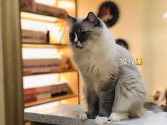 -滚猫咖啡·猫咖·猫友好撸猫(未来城店)