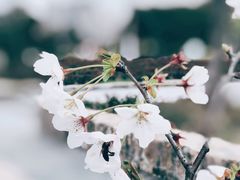 -顾村公园