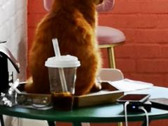 -喵屿·大理花园猫咖