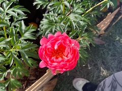 -上海鲜花港