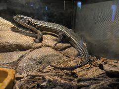 -太平洋海底世界