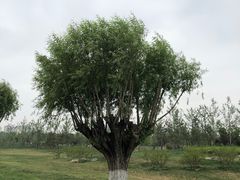 -汉长安城未央宫国家考古遗址公园