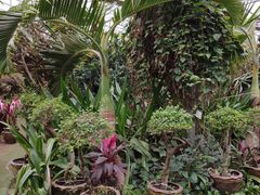 -呀路古热带植物园