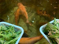 招牌烤乳鸽-石岐佬中山菜馆(张溪店)