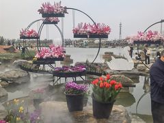 -荷兰花海