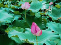 -嘉北郊野公园