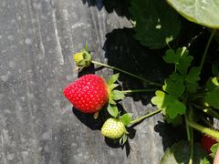 -会江钓鱼钓虾烧烤场