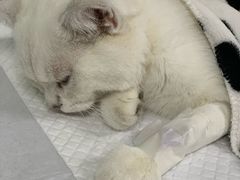 -达爱动物医院·犬猫分区·CT·复杂眼科(远洋山水分院)