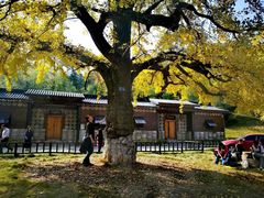 -千年银杏谷文化旅游区