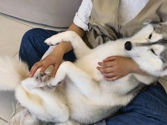 -怪兽屋·羊驼·猫咖·狗咖(俊华广场店)