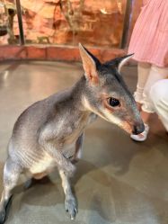 -Zoolung Zoolung动物主题公园(海信广场店)