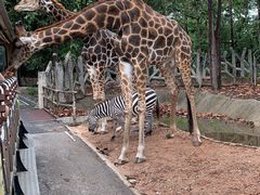 -清迈夜间动物园