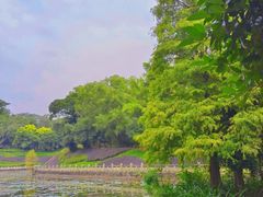 -中山市树木园