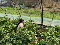 -大自然农场蔬菜草莓采摘园