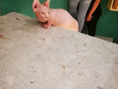 -飞行喵MR PILOT|猫舍·猫咖(静安大融城店)