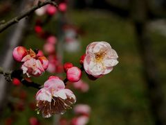 -香雪海