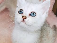 -十年猫舍·猫咪专门店(普陀店)